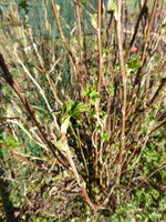 P1070562Schwarze Johannisbeere.JPG