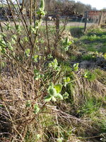 P1070564Kamtschatkabeere.JPG