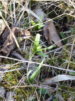 P1070567Märzenbecher.JPG