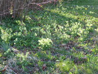 P1070568Schlüsselblumen.JPG