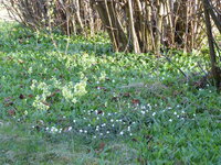P1070573Frühlingskannte.JPG