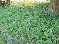 P1070574Bärlauch.JPG