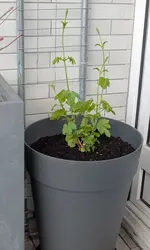250401_hopfen.webp