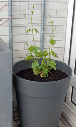 250401_hopfen.jpg