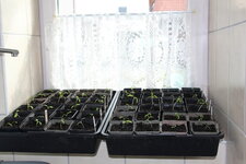 April   0125 JPG.JPG
