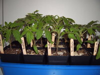 Tomaten umtopfen 01.04 (1).JPG