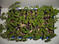 Tomaten umtopfen 01.04 (2).JPG