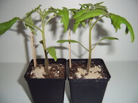 Tomaten umtopfen 01.04 (3).JPG