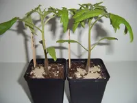 Tomaten umtopfen 01.04 (3).webp