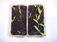 Tomaten Vergleich (1).JPG