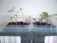 Tomaten Vergleich (2).webp
