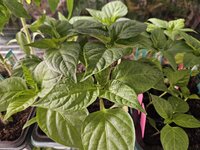 20250402_005408.jpg
