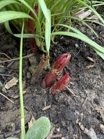 IMG_7055.jpeg