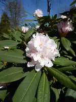 P1070411.webp