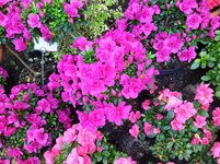 IMG_20250323_152409.jpg