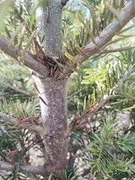 1743622033569.webp
