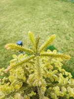 1743622219373.webp