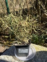 IMG_0223.JPEG