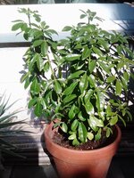 Choisya ternata.jpg