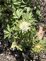 IMG_8290.jpeg