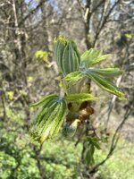 IMG_0106.jpeg