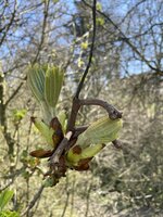 IMG_0107.jpeg