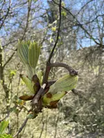 IMG_0107.jpeg
