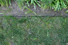 Scilla in R uWN 20250403.jpg