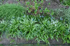 Beet uWN 20250403.webp