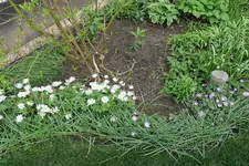 Annemonen BuWN 20240408.webp