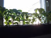 Paprika 04.04 (1).webp