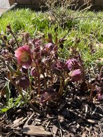 IMG_0230.JPEG