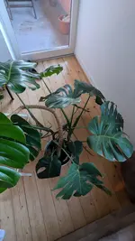 PXL_20250404_175712271.jpg