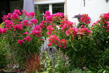 Bougenvillea1520.JPG