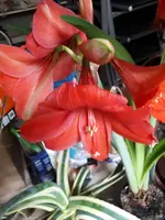 20250405_110700.webp