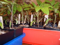 Tomaten05.04 (1).JPG