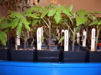 Tomaten05.04 (2).webp