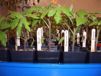 Tomaten05.04 (2).JPG