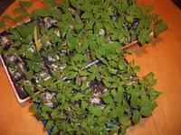 Tomaten05.04 (3).webp