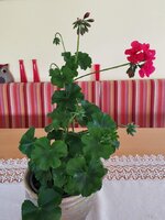 IMG_20250405_122215.jpg