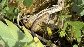 IMG_3917.jpeg
