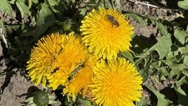 IMG_3904.jpeg