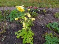 IMG_20250405_175842.jpg