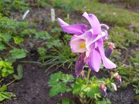 IMG_20250405_175625.jpg