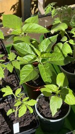 IMG_3983.jpeg