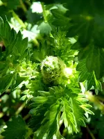 004.webp