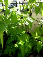 006.webp