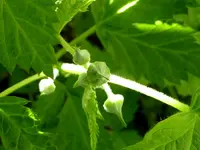 005.webp