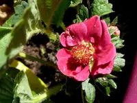 013.webp