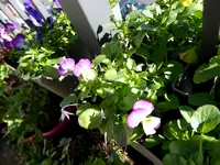 009.webp